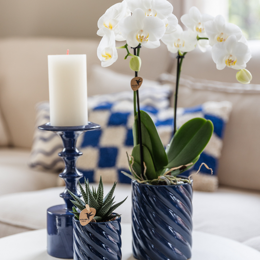 Orchidee colibrì | Set di orchidea bianca Amabilis e succulenta in vasi decorativi Candy blu - dimensioni vaso Ø9 cm e Ø6 cm | pianta d'appartamento in fiore - fresca dal coltivatore