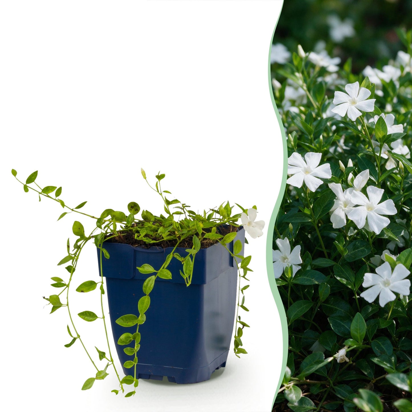Perennial - Vinca minor Alba - Periwinkle - Ground Cover - White - 1 Plant - Pot 11cm - Height 15-25cm