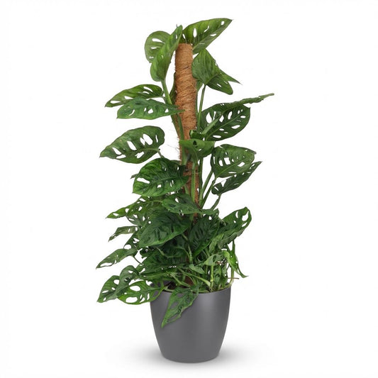 Green boutiQ - Houseplant - Monkey Mask - Monstera Adansonii Moss Pole - Green - Low maintenance - 1 Plant - with Grey Potter - Pot 19cm - Height 90cm