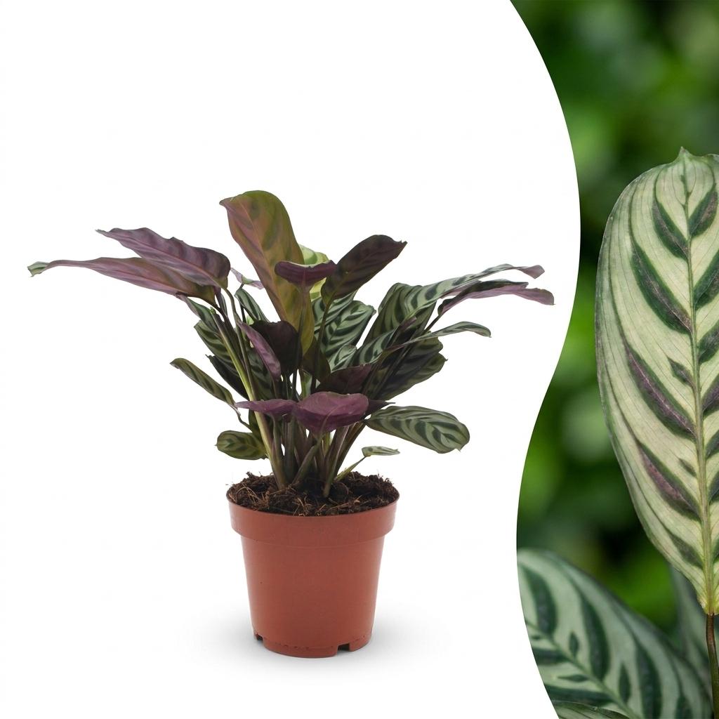 Ctenanthe Burle Marxii - Visgraatplant - 1 Plant - Pot 12cm - Hoogte - 30cm