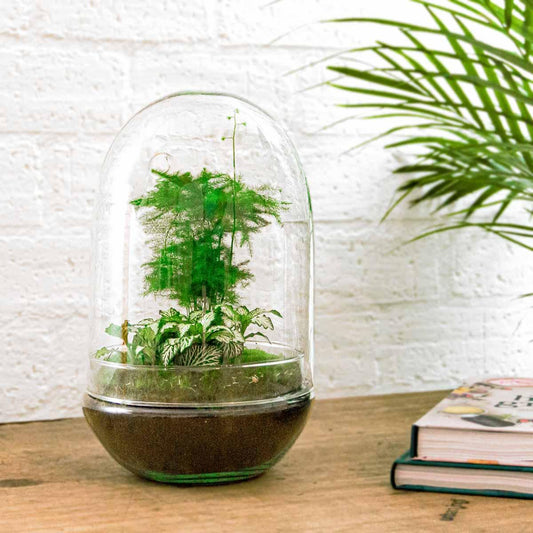 DIY Plant terrarium two-piece glass dome - Egg XL - Ø 17.5 cm ↑ 30 cm