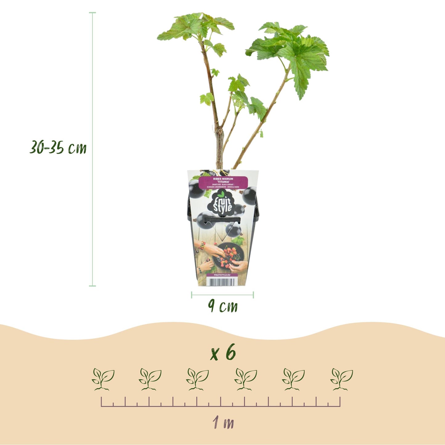 Fruitplanten - Zwarte Bes - Ribes nigrum Titania - Winterhard - 6 Planten - Pot 9 cm - Zwarte Bes