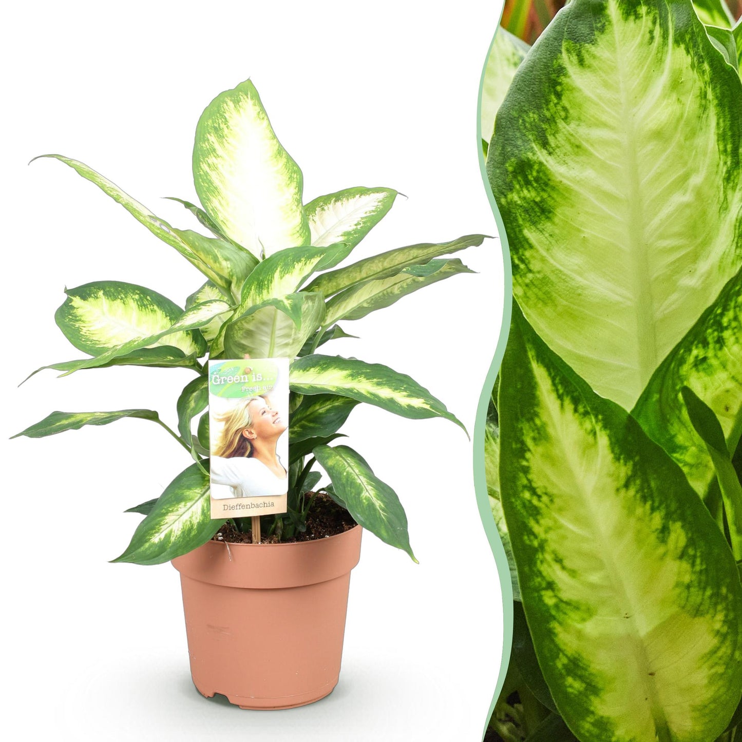 Green BoutiQ - Il verde è... Piante da appartamento - Diefenbachia Camilla - Dieffenbachia - Bassa manutenzione - Verde - 1 pianta - Vaso 17 cm - Altezza 45-50 cm