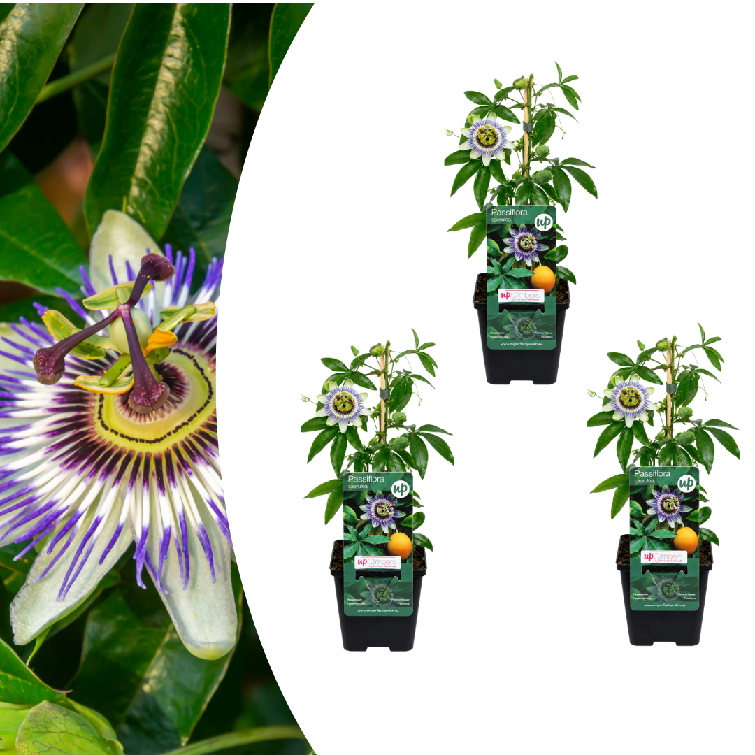 3x Passiflora caerulea (Passion Flower) – P9 pot – exotic flowering climbing plant