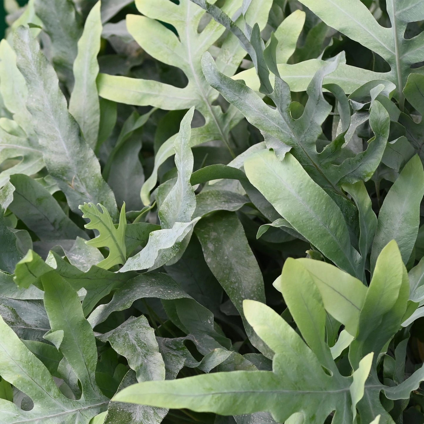 Green boutiQ - Houseplant - Phlebodium aureum Blue Star - Blue Fern - Pet-Friendly Plant - Blue - 4 Plants - with Basket - Pot 12cm - Height 25cm