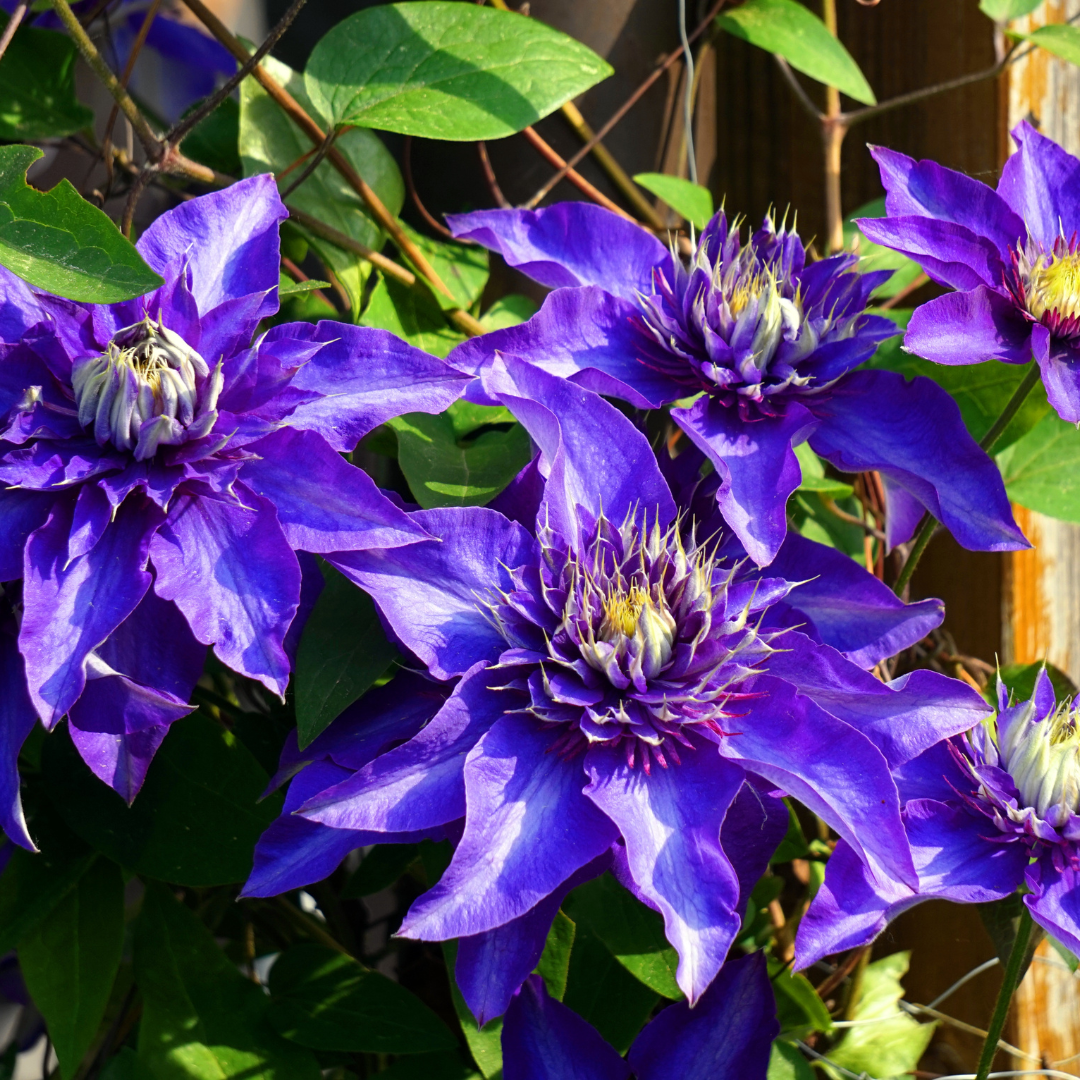 6x Clematis 'Multi Blue' – vaso P9 – particolare rampicante a fioritura blu