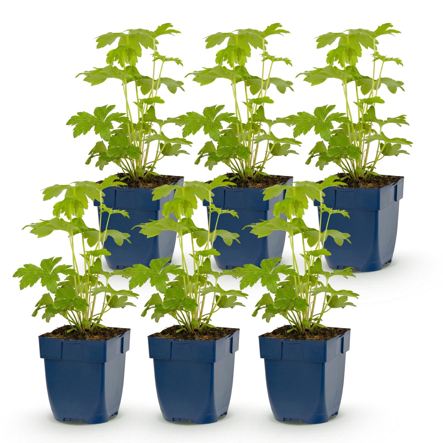 Green boutiQ - Plante vivace - Delphinium (P) Astolat - Pied d'alouette - Attire les abeilles et les papillons - Rose - 6 Plantes - Pot 11cm - Hauteur 15-25cm