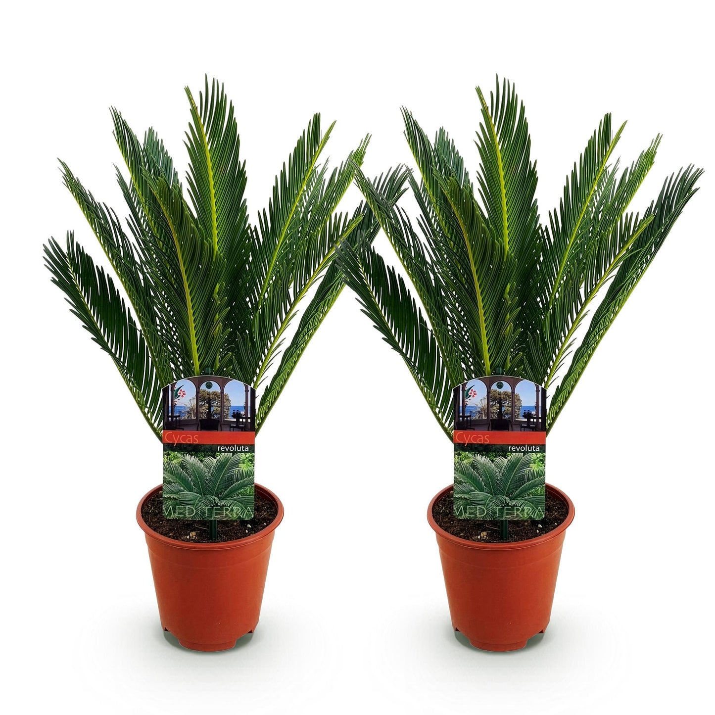 Green boutiQ - Houseplant - Cycas revoluta - Palm fern - Low maintenance - Green - 2 - Pot 14cm - Height 45cm