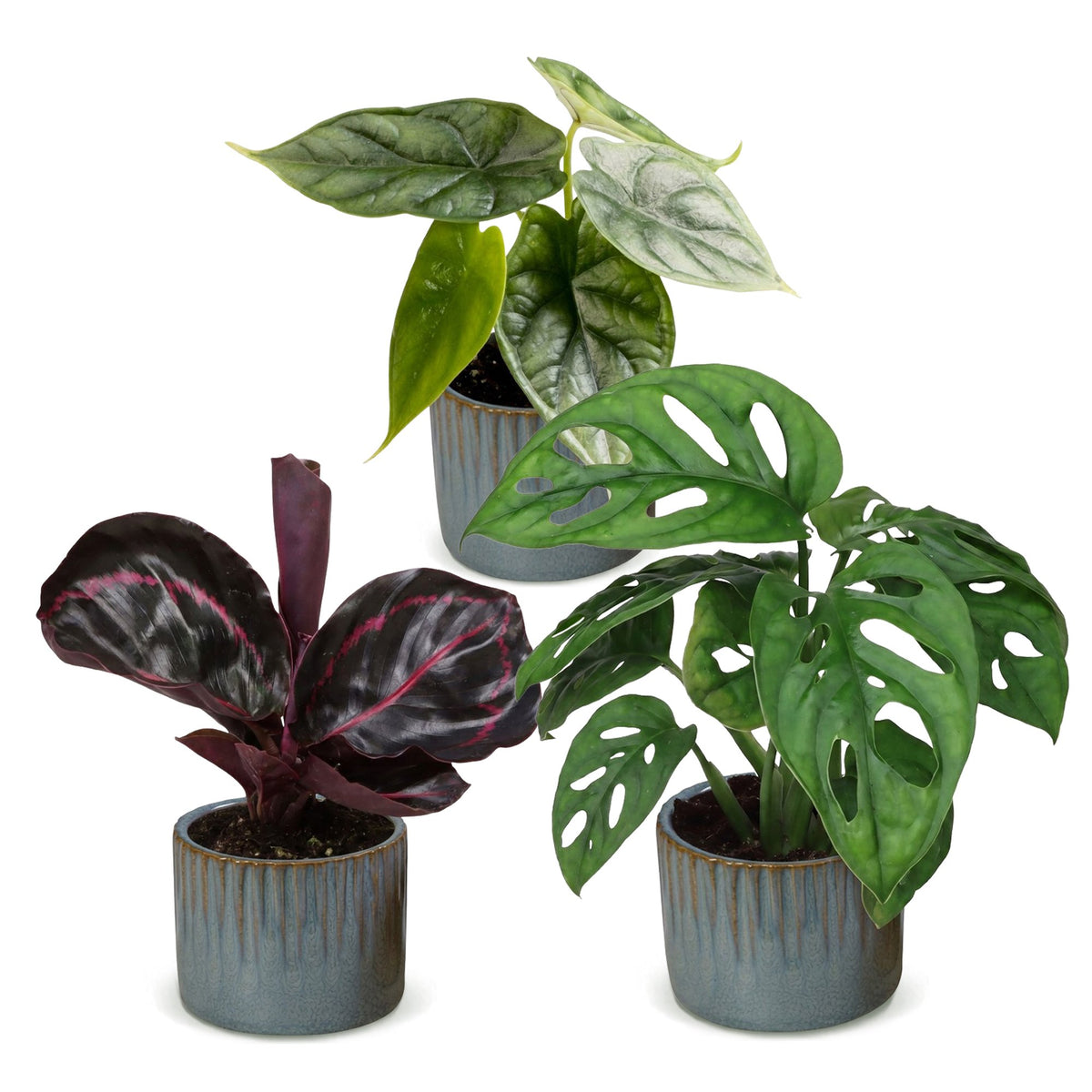 3x Baby Jungle Mix - Assorted - Tropical - incl. Linnea Misty Blue - Ø6cm - ↕10-15cm