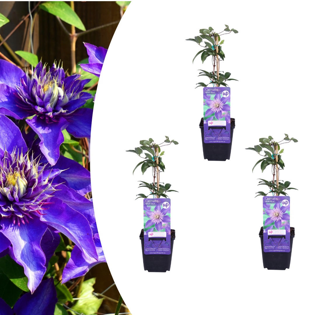 3x Clematide ‘Multi Blue’ – vaso P9 – speciale pianta rampicante a fioritura blu