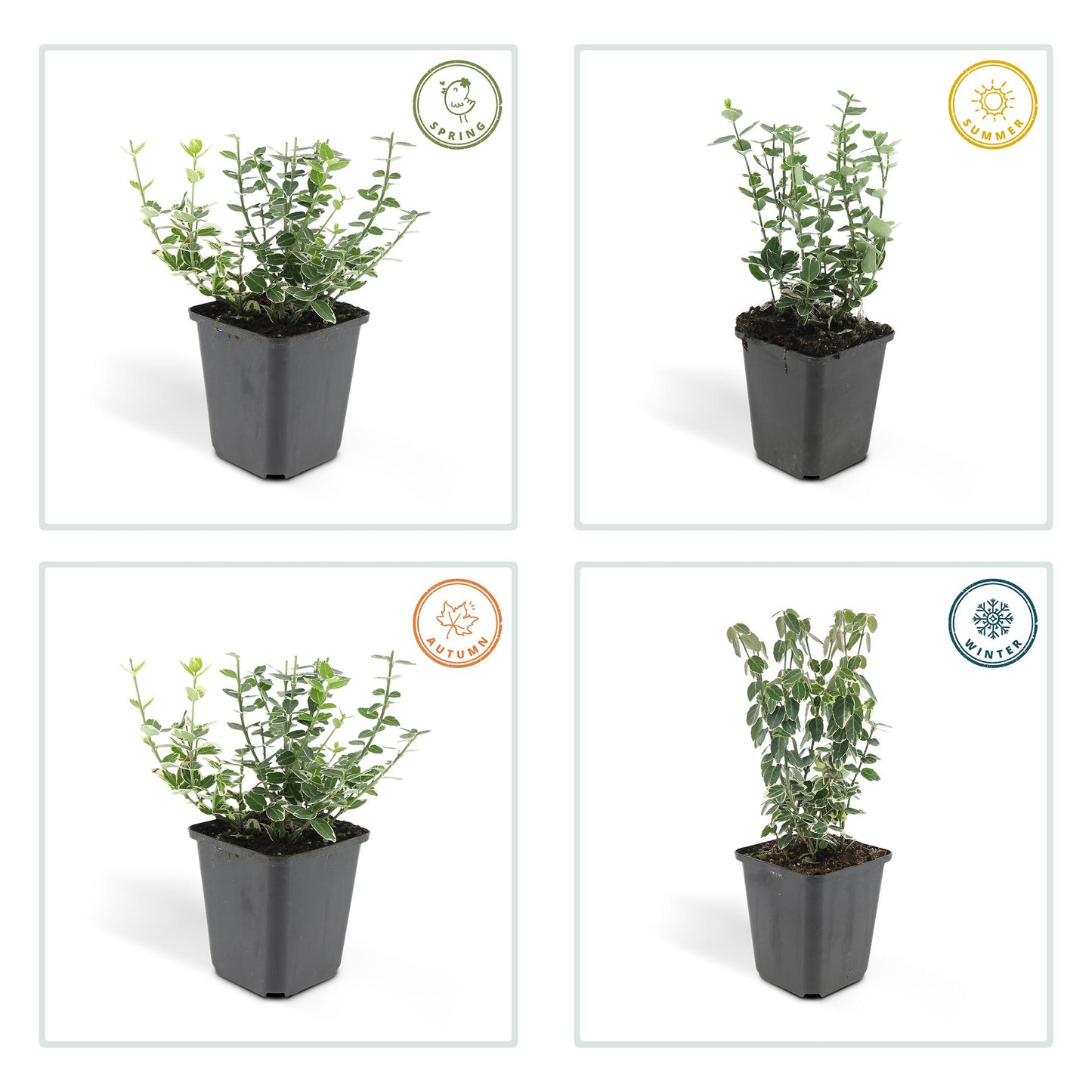 60x Euonymus forte. 'Emerald Gaiety' - ↕10-25cm - Ø9cm