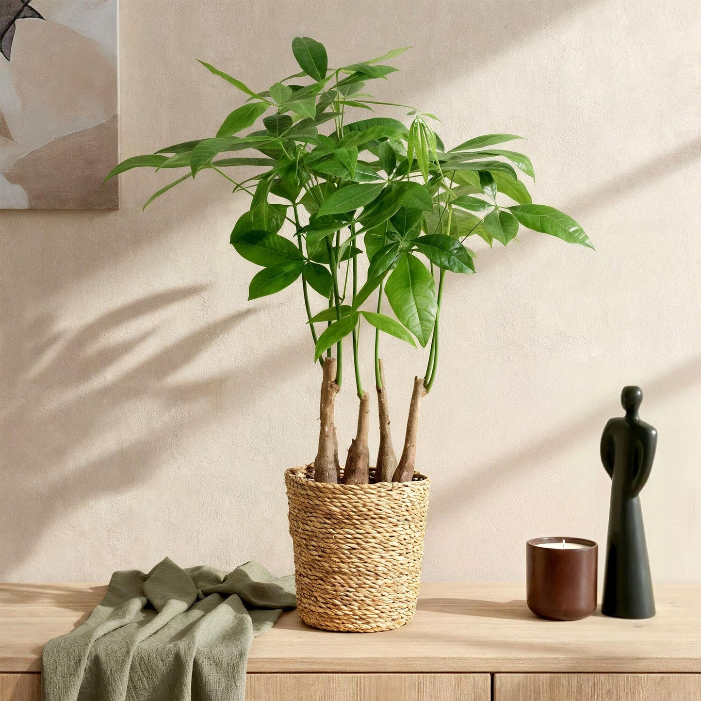 Green BoutiQ - Green is... Kamerplanten - Pachira Aquatica multi stam - Geldboom - Weinig onderhoud - Groen - 1 Plant - Pot 17cm - Hoogte 50-55cm