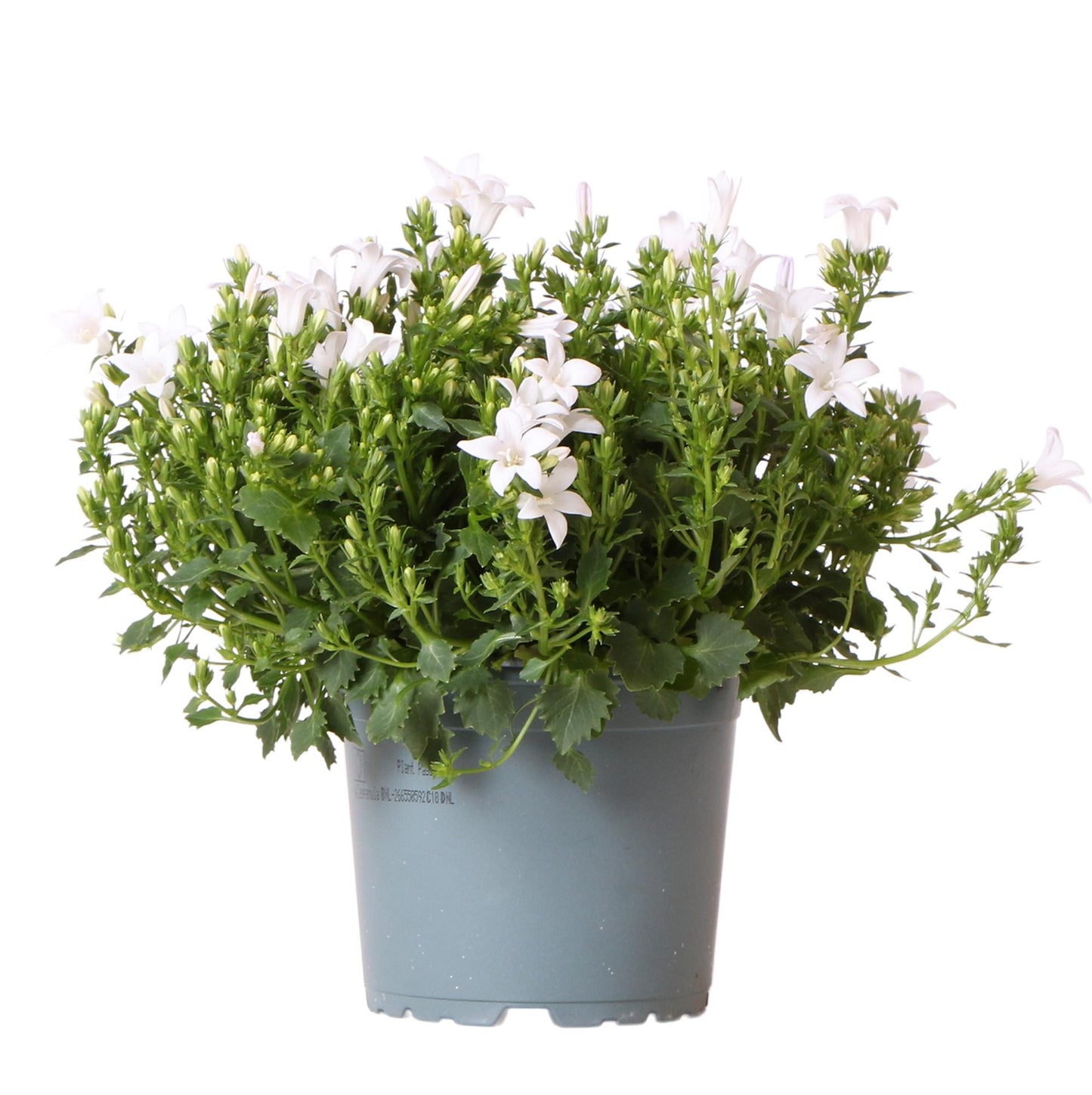Campanula Addenda - Bellflower purple pot size 12cm - perennial - winter hardy - White