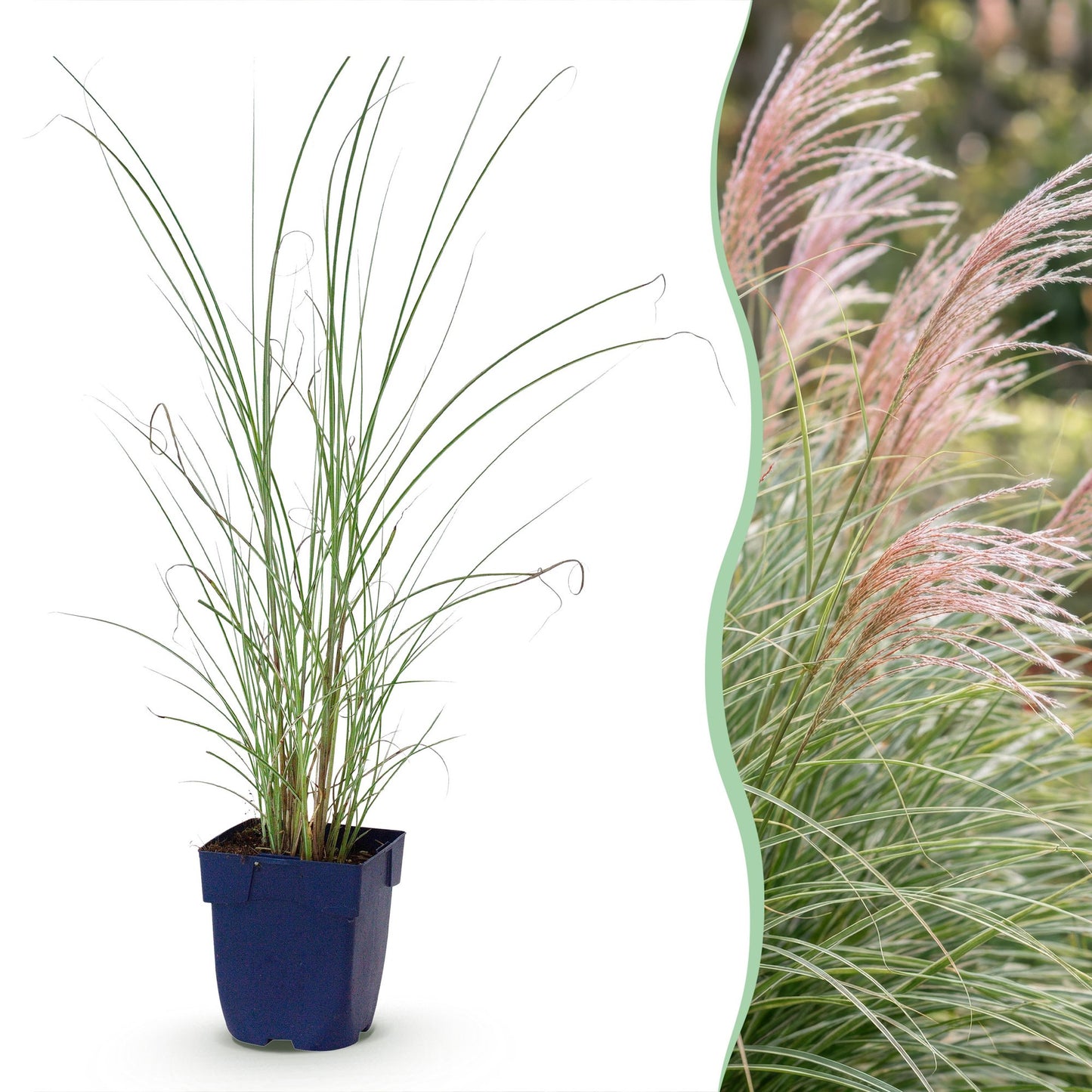 Grassen - Miscanthus sin. Morning Light - Pampusgras - Met Pluim - Zilver - 12 Planten - Pot 11cm - Hoogte 15-25cm