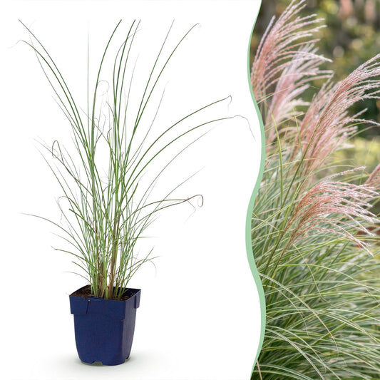 Grasses - Miscanthus sin. Morning Light - Pampas Grass - With Plume - Silver - 12 Plants - Pot 11cm - Height 15-25cm