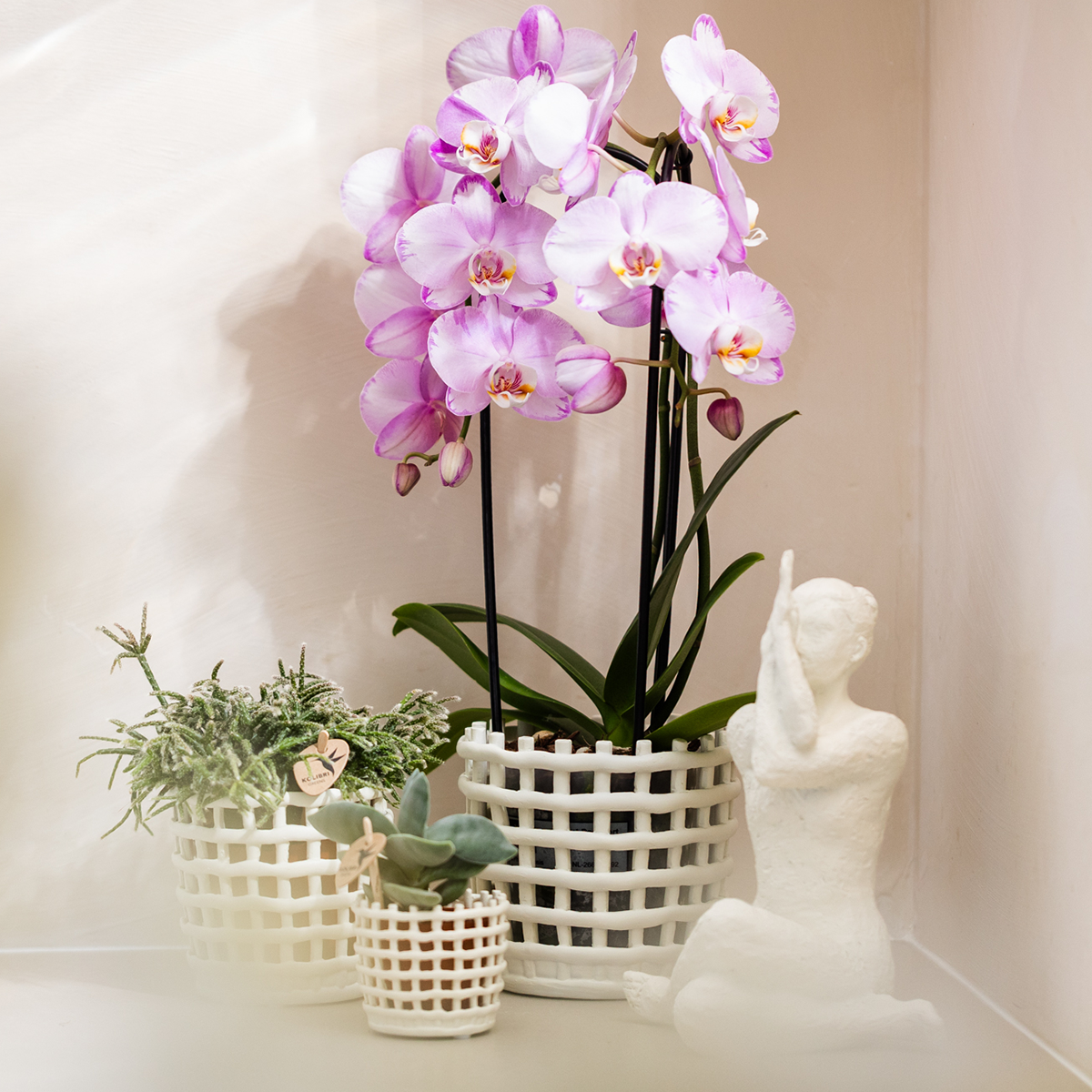 Kolibri Company | Plantenset Mesh White | Roze Niagara Falls orchidee 12 cm + groene planten incl. sierpotten – vers van de kweker