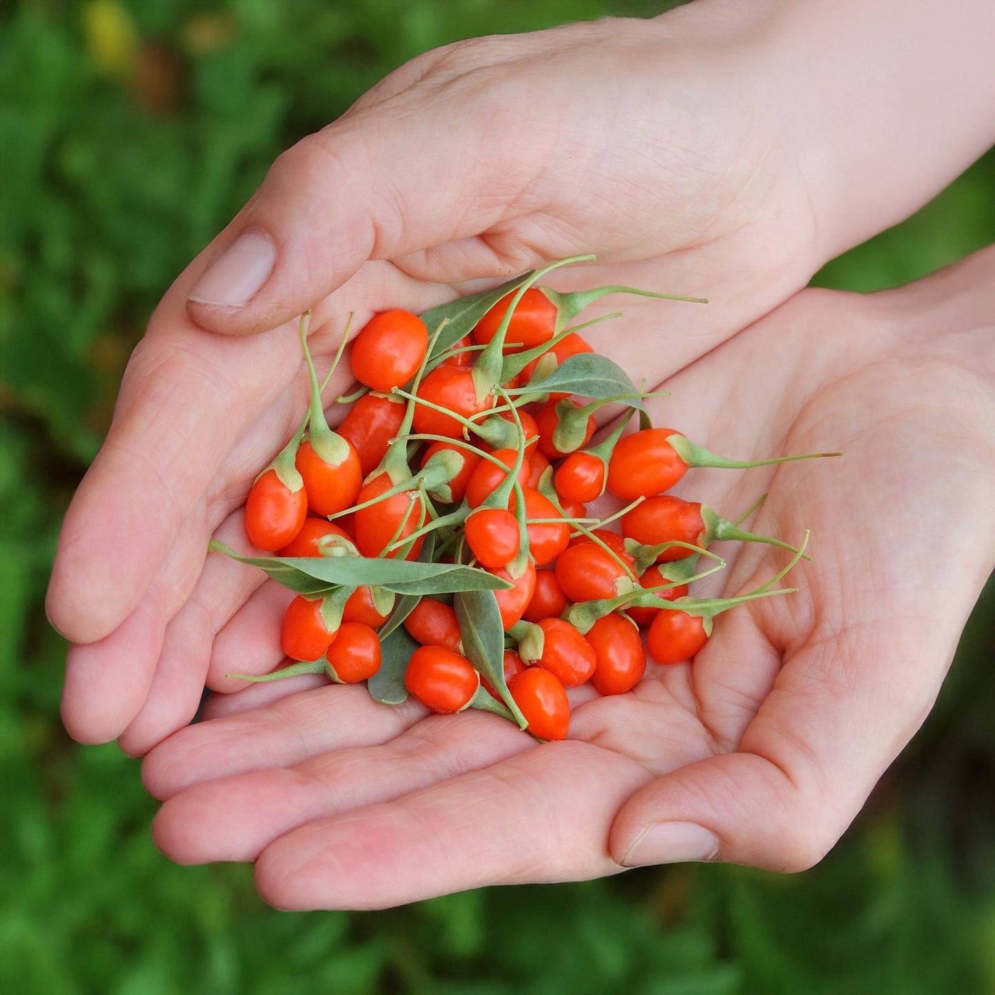 Fruit Plants - Goji Berries - Lycium Barbarum - Hardy - 3 Plants - 9 cm Pot - Orange - Red Fruit