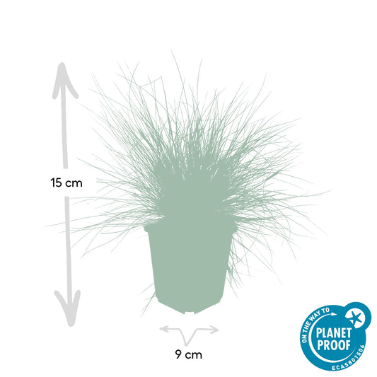 60x Festuca glauca 'Elijah Bleu' - ↕10-25cm - Ø9cm