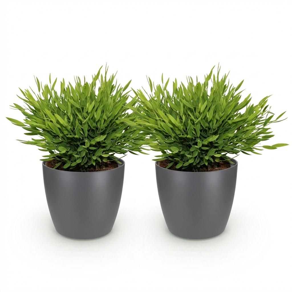 Houseplant - Bamusa Pogonatherum Monica - Bamboo Grass - Pet-Friendly Plant - Green - 2 Plants - with Grey Pot - Pot 12cm - Height 20cm