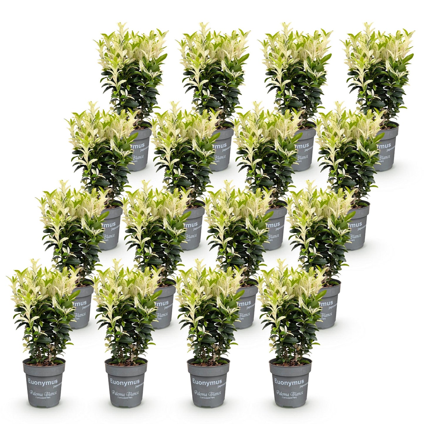 Green boutiQ - 16x Euonymus japonica Paloma Blanca - Spindle - Hedge Plants - Evergreen - Green - White - Pot 9cm - Height 20-30cm
