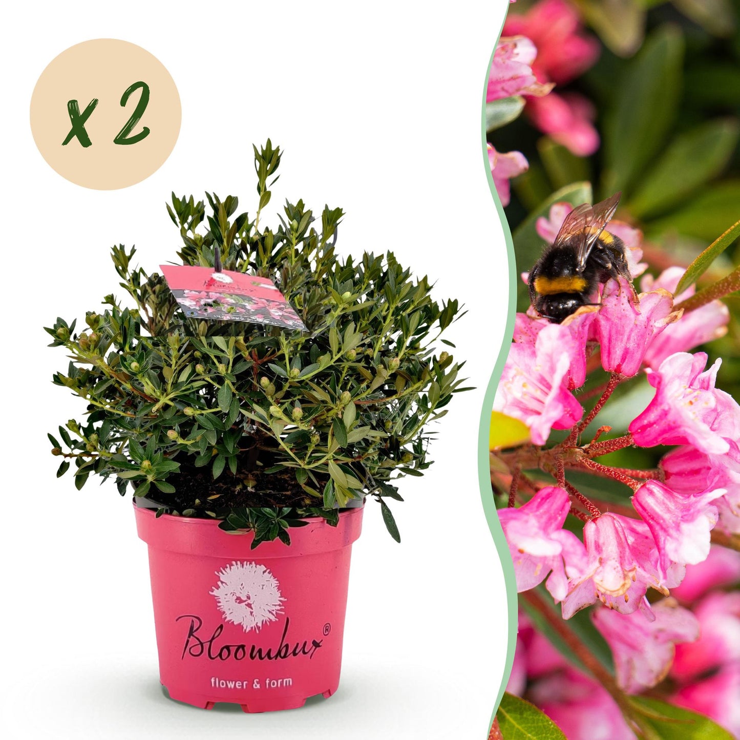 Green boutiQ - Dwerg Rhododendron - Rhododendron Bloombux Magenta - Bloeiende Buxus - Weinig Onderhoud - Roze Bloem - 2 Planten - Pot 23cm - Hoogte 45-55cm