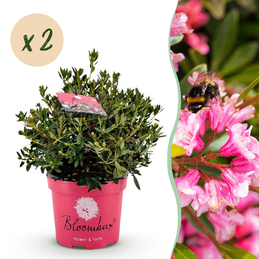 Green boutiQ - Dwarf Rhododendron - Rhododendron Bloombux Magenta - Flowering Boxwood - Low Maintenance - Pink Flower - 2 Plants - Pot 23cm - Height 45-55cm