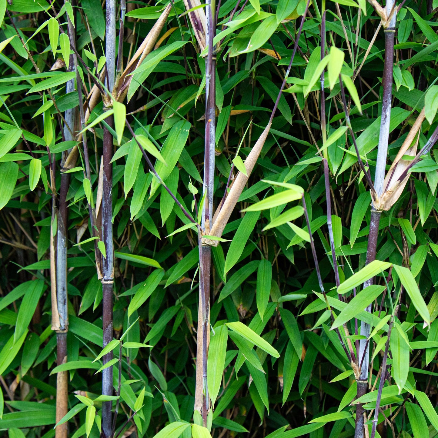 Green boutiQ - Bamboo - Fargesia Black Dragon - Evergreen - Non-invasive - Green - 12 Plants - Pot 14cm - Height 35cm