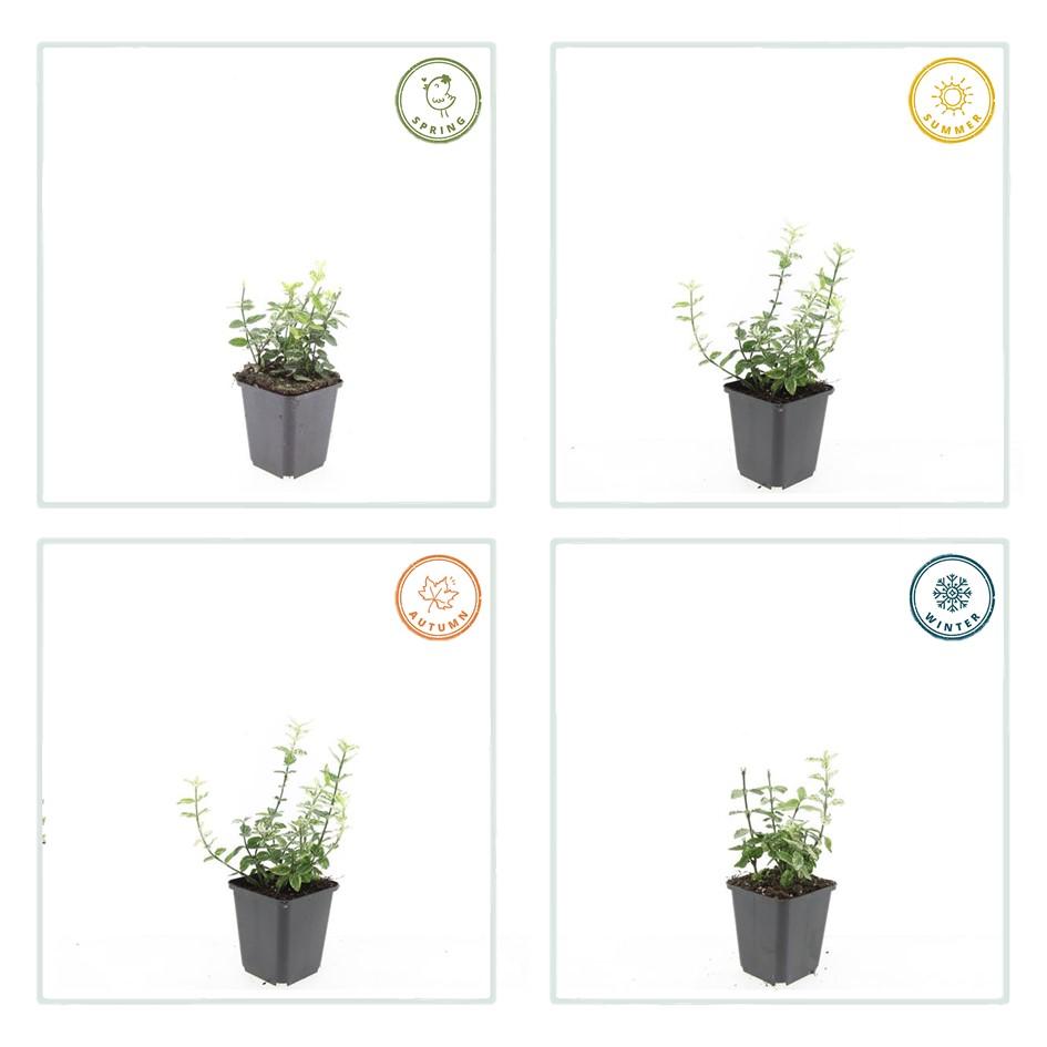 48x Euonymus forte. 'Arlecchino' - ↕10-25cm - Ø9cm