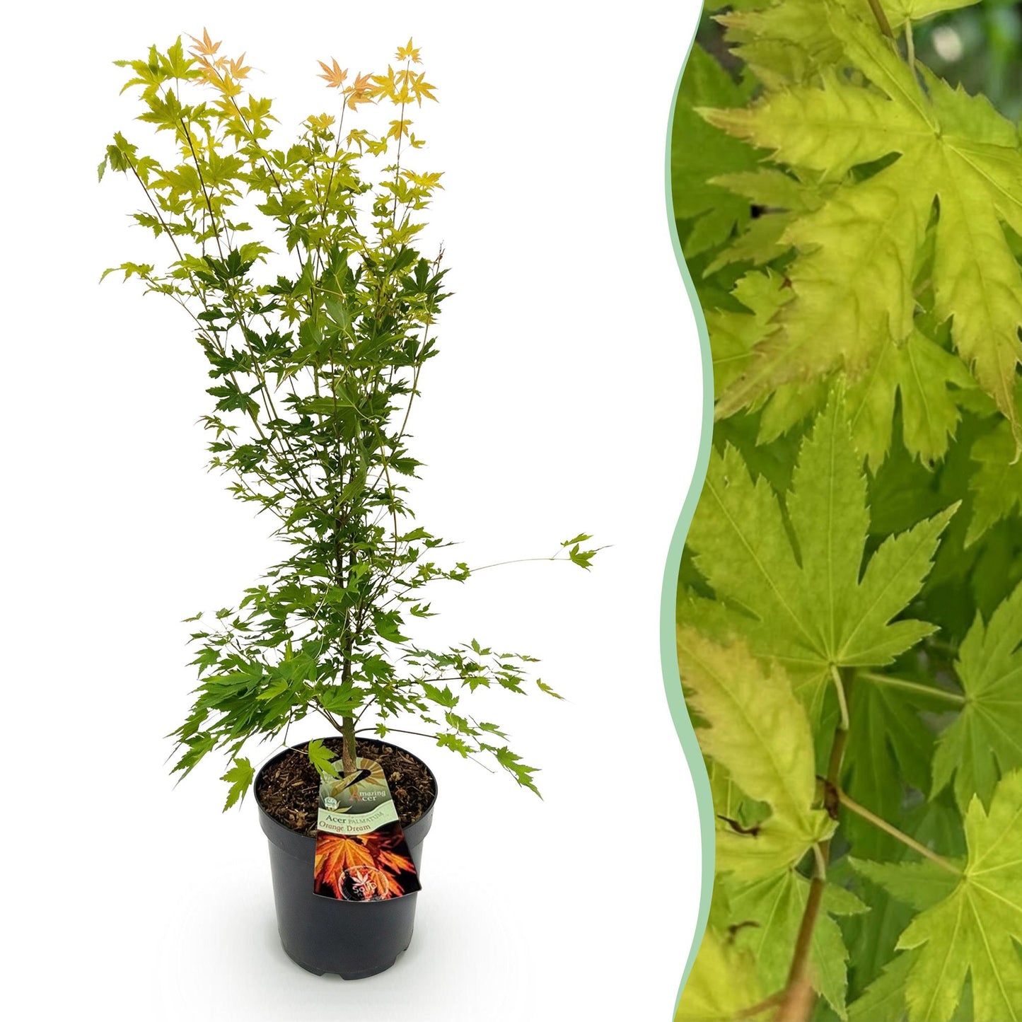 Tuinplant - Acer palmatum Orange Dream - Japanse Esdoorn - Bladverliezend - Oranje - 1 - Pot 26cm - Hoogte 90cm