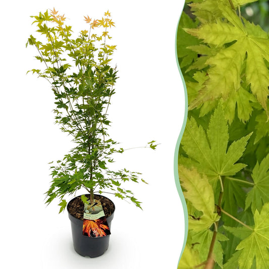 Garden plant - Acer palmatum Orange Dream - Japanese Maple - Deciduous - Orange - 1 - Pot 26cm - Height 90cm