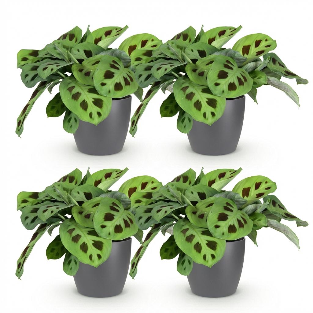 Green boutiQ - Houseplant - Maranta Fascinator Kerchoveana - Zebra Plant - Pet Friendly Plant - Green - 4 Plants - with Potter Grey - Pot 12cm - Height 25cm