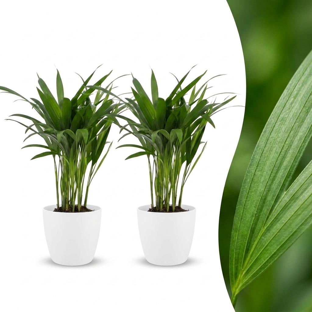 Areca Lutescens - Butterfly Palm - 2 Plants - with White Pot - Pot 12cm - Height - 45cm