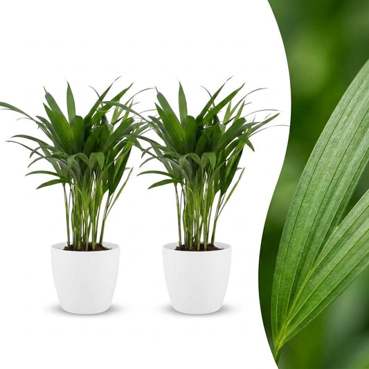 Areca Lutescens - Goudpalm - 2 Planten - met Potter Wit - Pot 12cm - Hoogte - 45cm