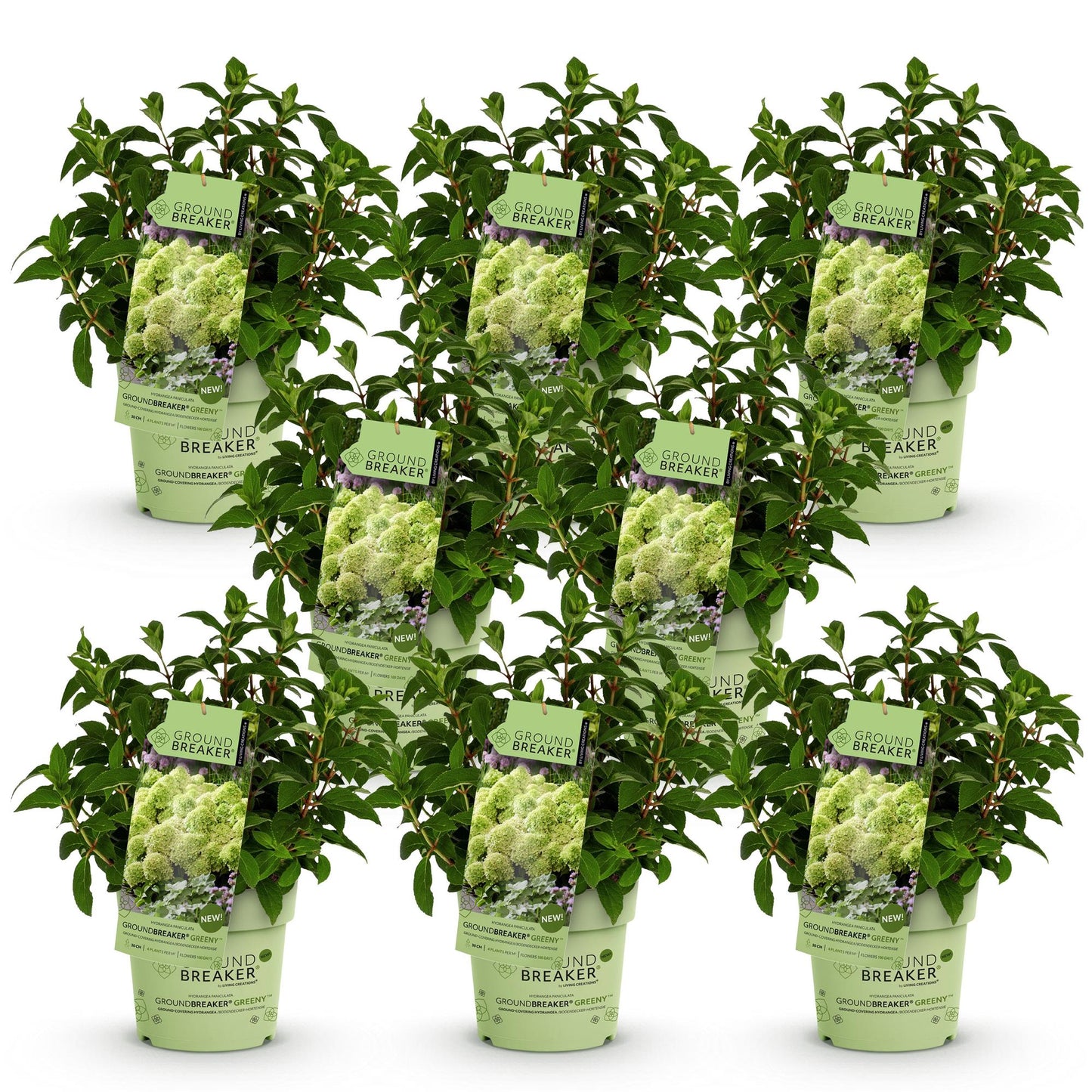 Green boutiQ - Pianta da Giardino - Hydrangea paniculata Groundbreaker Greeny - Ortensia Paniculata - Resistente - Crema - 48 Piante - Vaso 14cm - Altezza 20-25cm