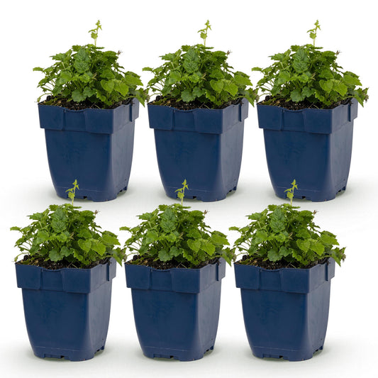 Green boutiQ - Plante vivace - Campanula posch. Lisduggan Variety - Pied d'alouette - Couvrant de sol - Blanc - 6 Plantes - Pot 11cm - Hauteur 15-25cm