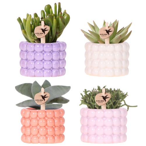 Kolibri Company | Plant Set Poppy Mix | Purple, white, peach & pink with green plants Ø6cm