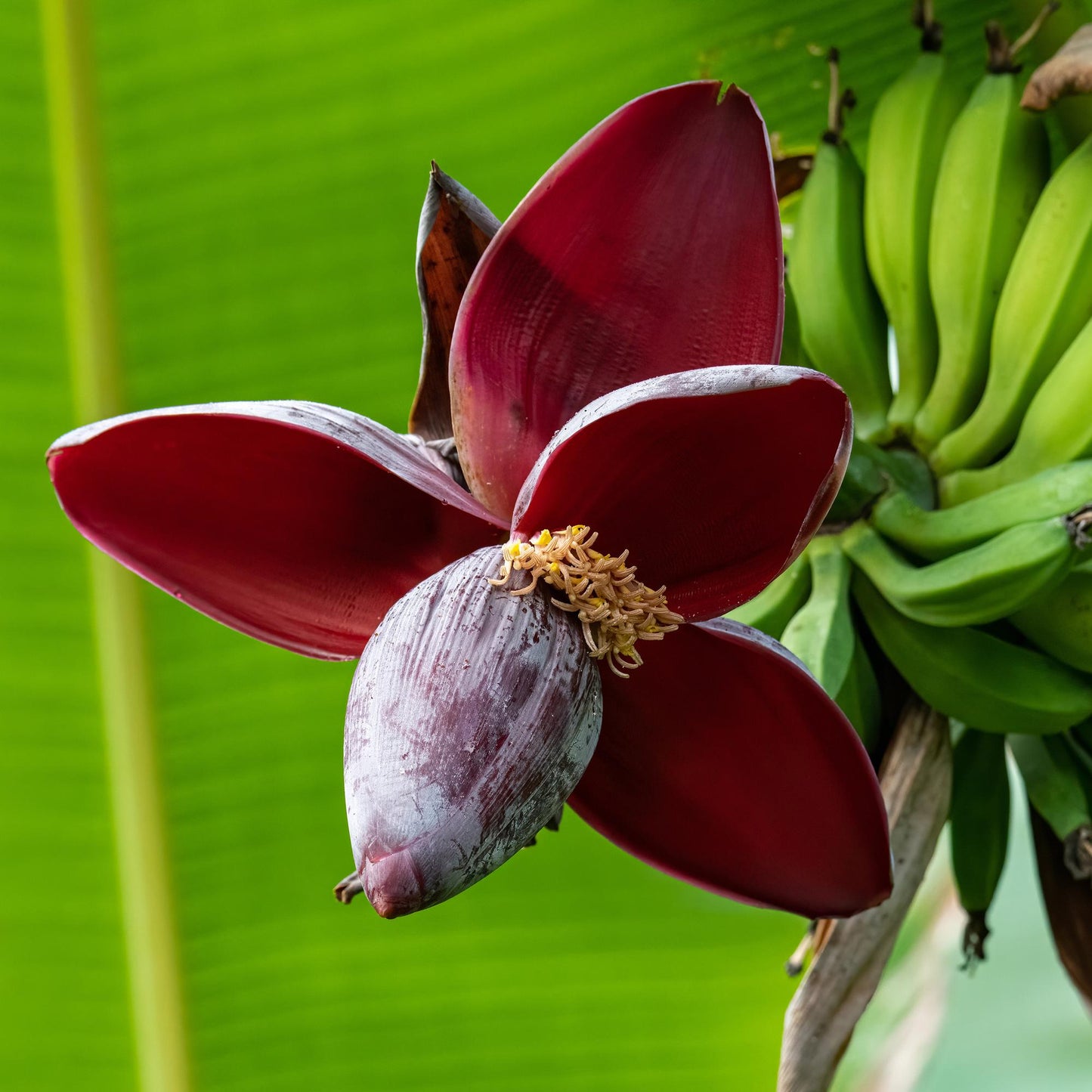 Green boutiQ - Fruitplant - Bananen plant - Musa sikkemensis Red Tiger - Winterhard - 4 planten - Pot 12cm Hoogte 30cm