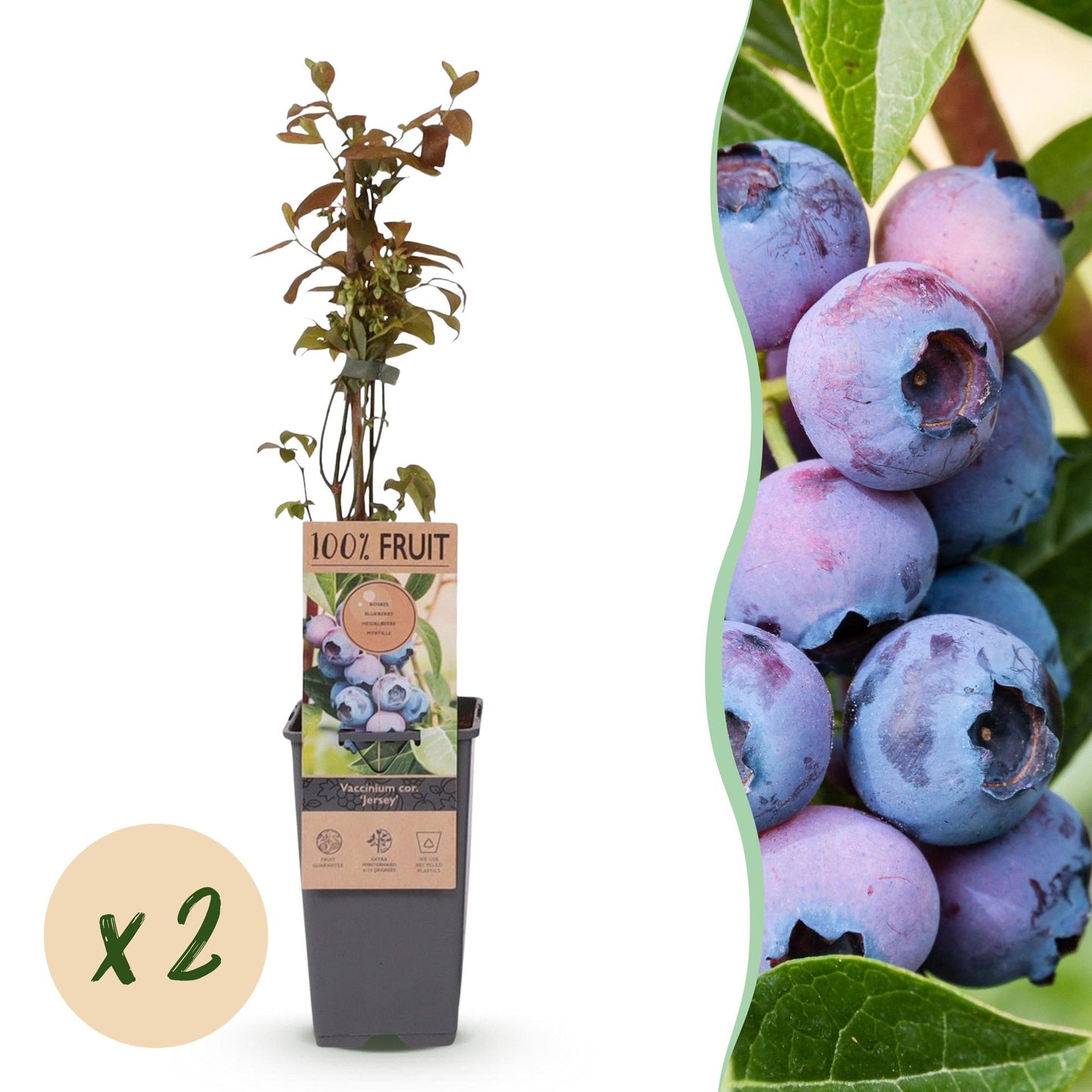 Fruit Plant - Vaccinium corymbosum Jersey - Blueberry - Hardy - Blue Berry - 2 Plants - Pot 15cm - Height 50cm