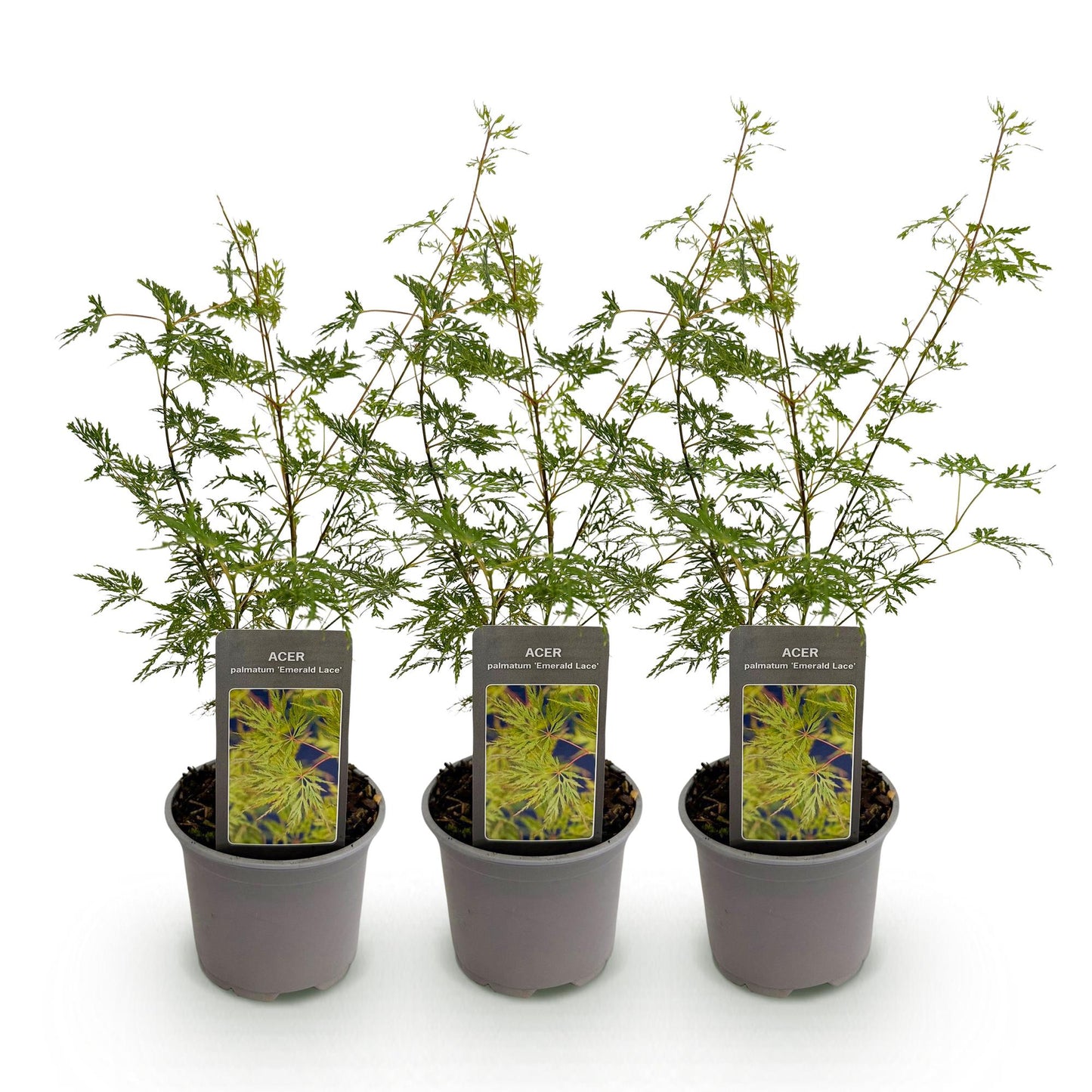 Green boutiQ - Garden Plant - Acer palmatum Emerald Lace - Green - 3 Plants - Deciduous - Low Maintenance - Pot 12cm Height 35cm
