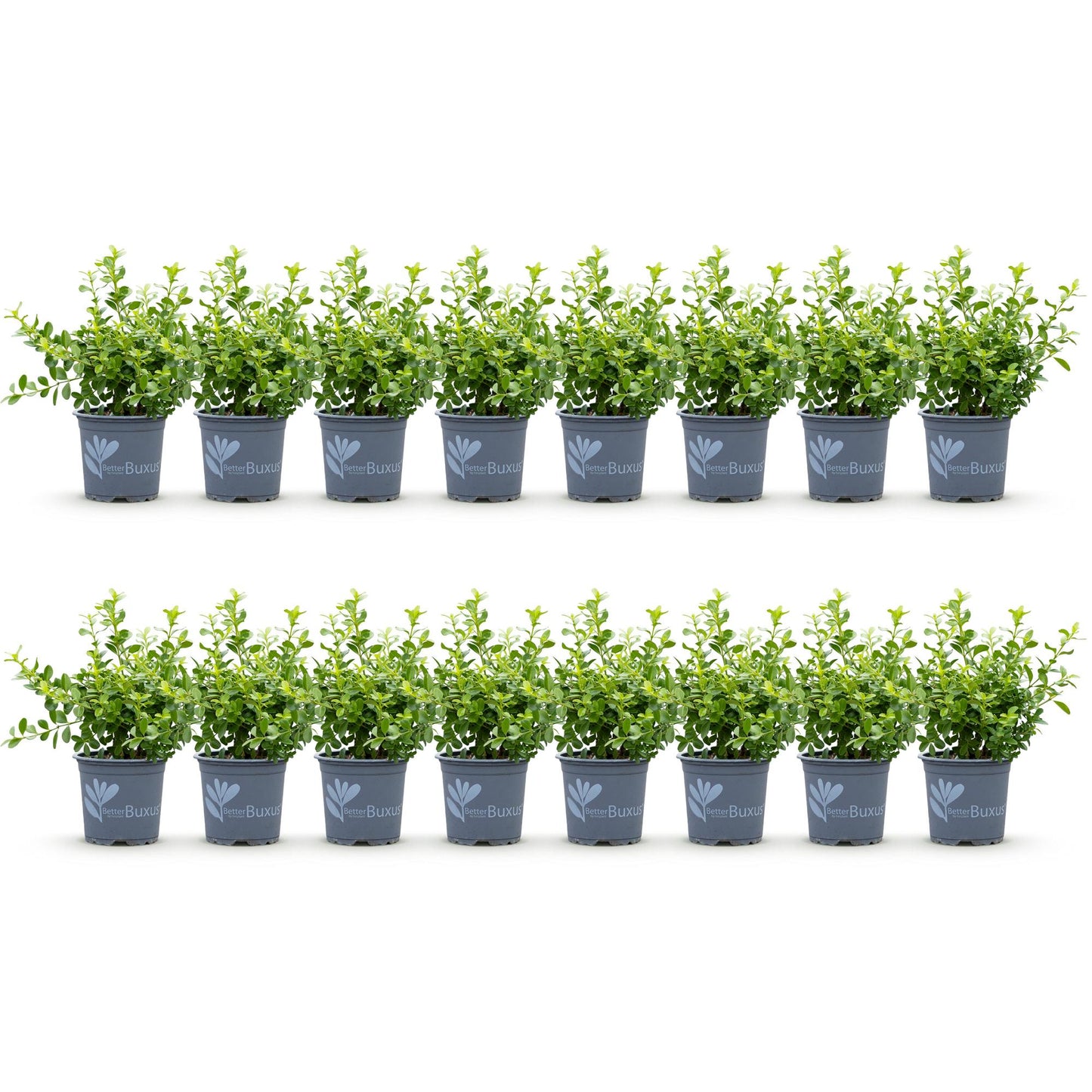 Green boutiQ - Buxus Hedge - BetterBuxus Babylon Beauty - Resistant to the Buxus blight - 16 plants - 2 linear meter - pot 9cm height 20-25