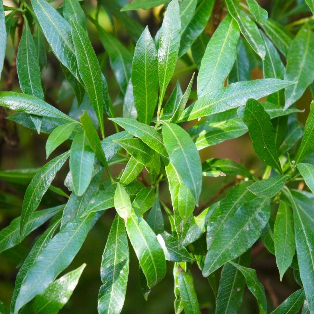 Alloro ciliegio grande Caucasica per 10 metri lineari di siepe - 15L - 20x | ↨ 125-150 cm