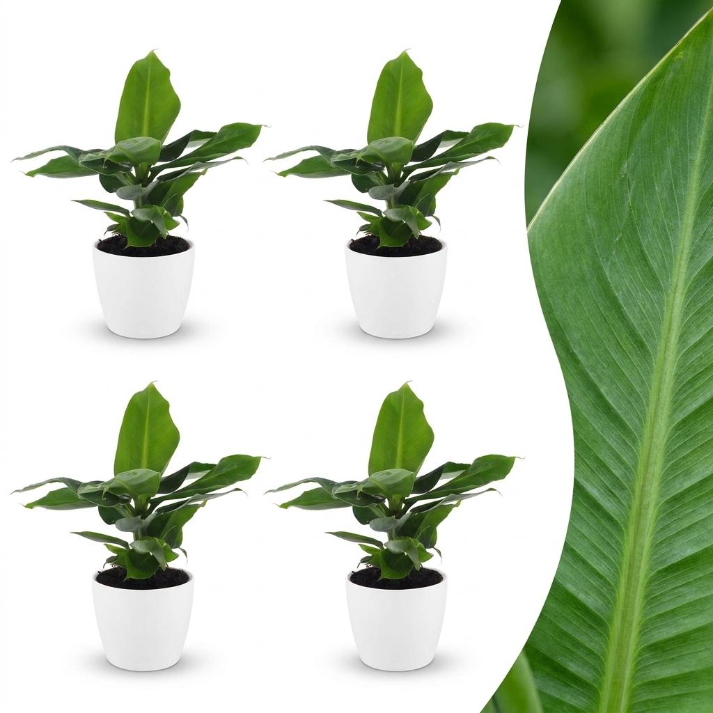 Green boutiQ - Musa Oriental Dwarf - Oriental Dwarf Banana - 4 Plants - with White Pot - Pot 12cm - Height - 30cm
