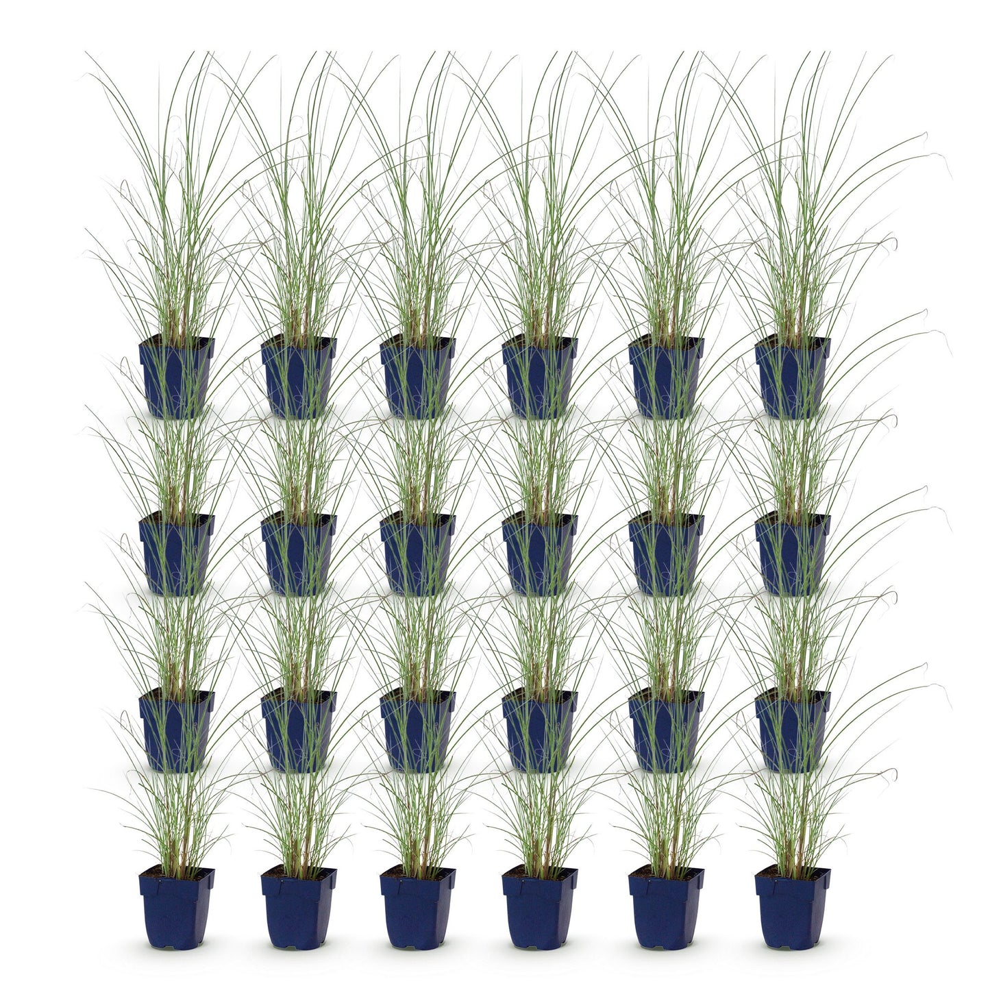 Grassen - Miscanthus sin. Morning Light - Pampusgras - Met Pluim - Zilver - 24 Planten - Pot 11cm - Hoogte 15-25cm