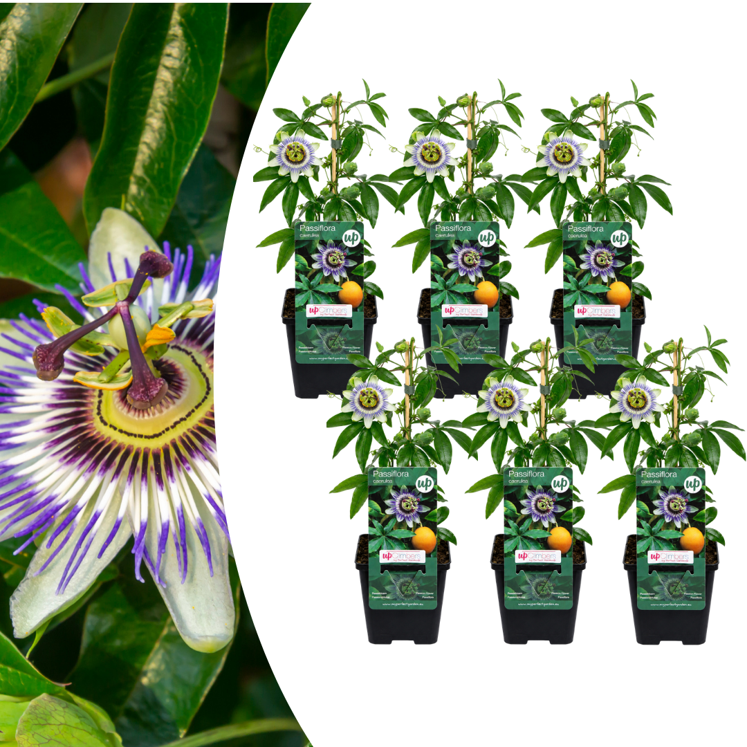 6x Passiflora caerulea (Passiebloem) – P9 pot – exotische bloeiende klimplant