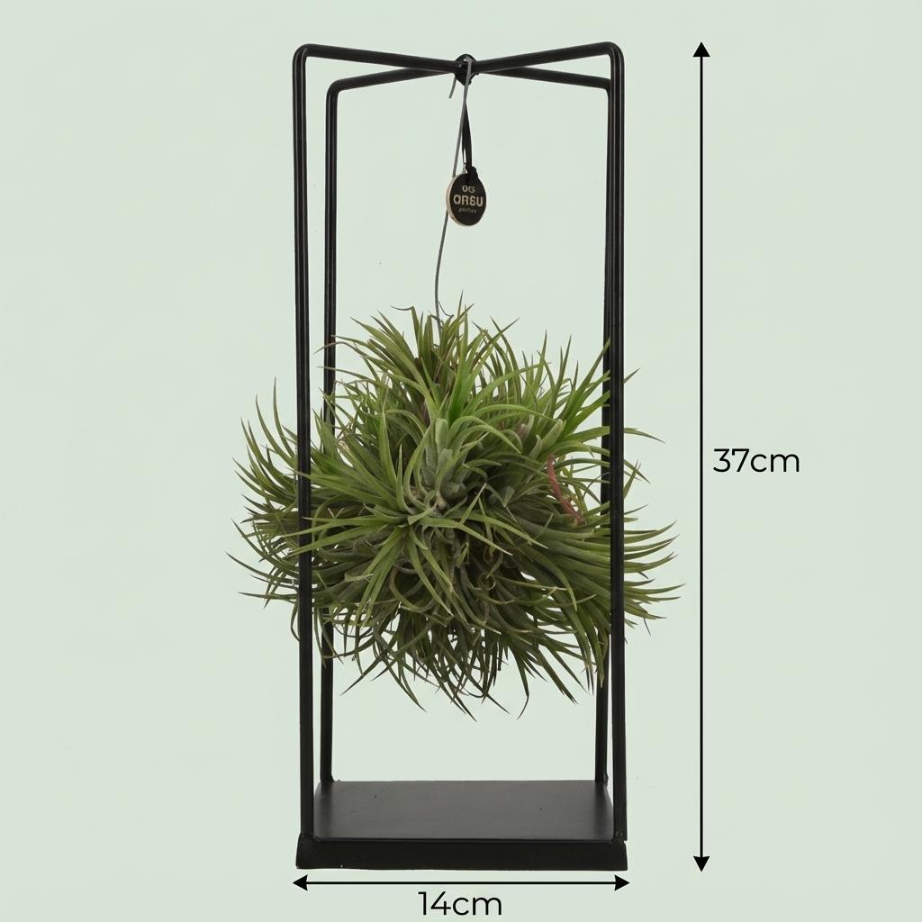 Tillandsia Air Plant in Decor - Ø 14 cm - Height: 30 cm