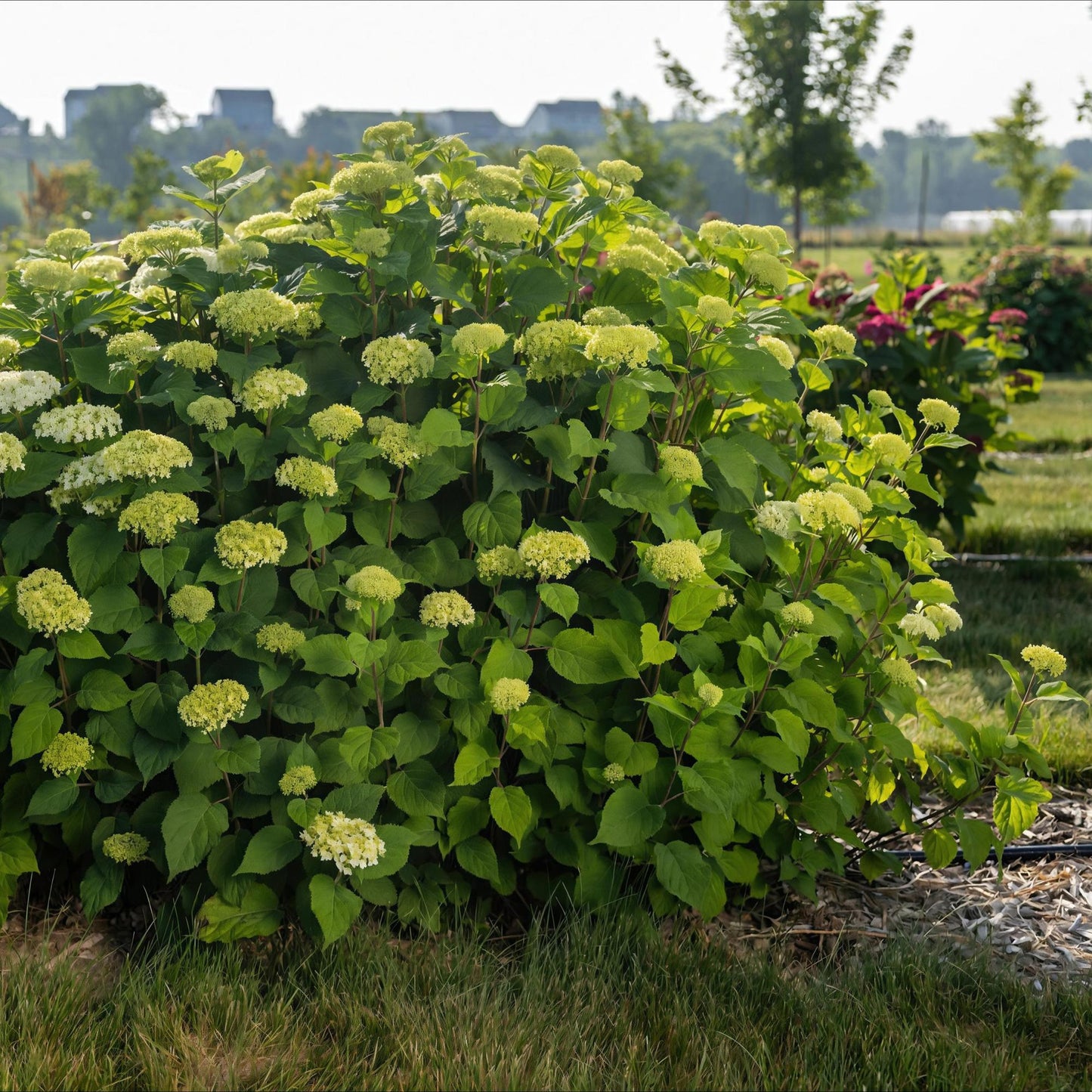 Green boutiQ - Garden Plant - Hydrangea arborescens FlowerWOW - Hydrangea - Hardy - White - 3 Plants - Pot 14cm - Height 20-30cm