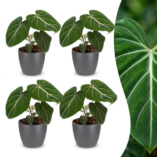 Green boutiQ - Philodendron Gloriosum - Glorious Philodendron - 4 Plants - with Grey Pot - Pot 12cm - Height - 25cm