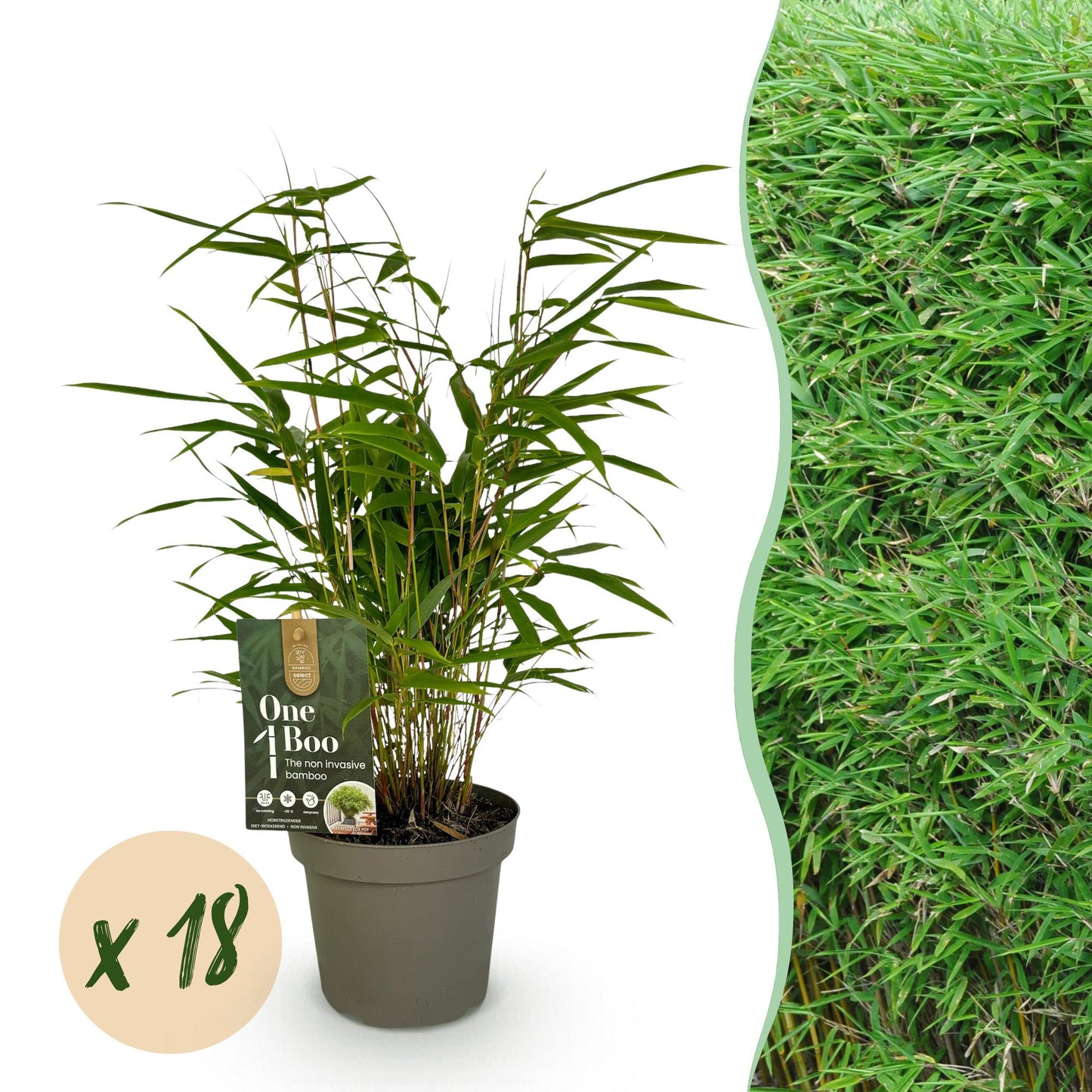 Green boutiQ - Bamboe - Fargesia Rufa - Bladhoudend - Niet Woekerend - Groen - 18 Planten - Pot 14cm - Hoogte 35cm