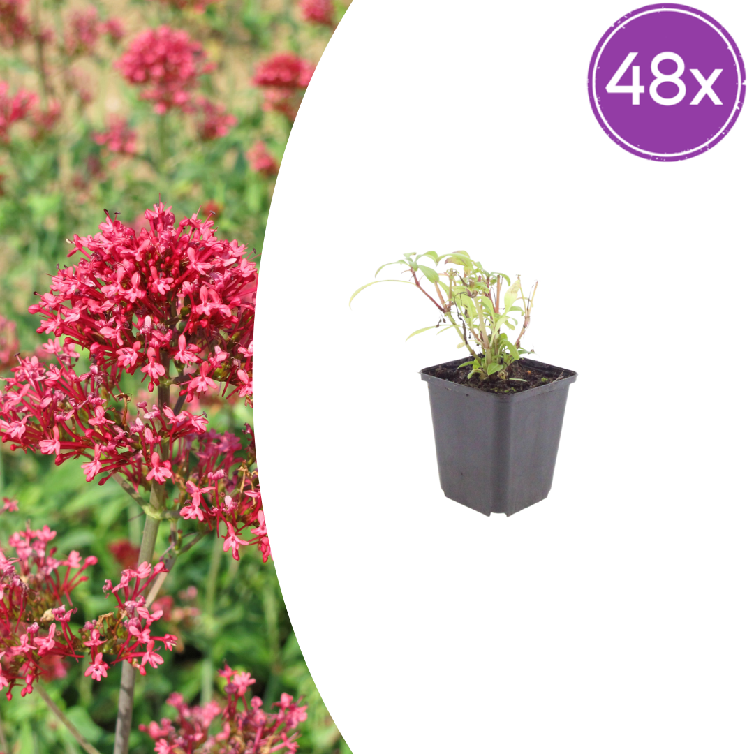 48x Red Valerian 'Coccineus' - ↕10-25cm - Ø9cm