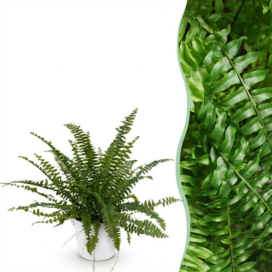 Houseplant - Nephrolepsis exaltata Green Lady - Fern - Pet-Friendly Plant - Green - 1 Plant - with White Pot - Pot 12cm - Height 25cm